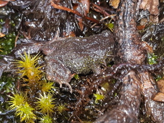 Pristimantis curtipes