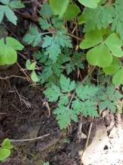 Ruprechtskraut (Geranium robertianum): Herkunft und Verwendung — Foto 2