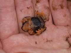 Pristimantis curtipes