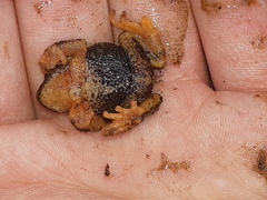 Pristimantis curtipes