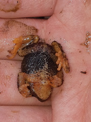 Pristimantis curtipes