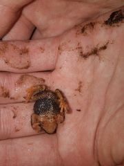 Pristimantis curtipes