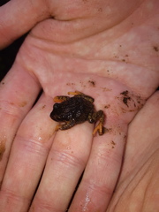 Pristimantis curtipes