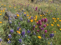 Castilleja exserta