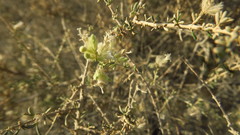 Plocama aucheri