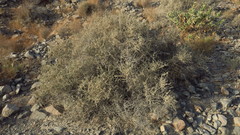Plocama aucheri