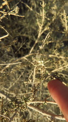 Plocama aucheri