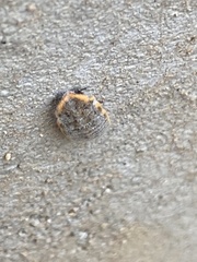 Drosicha