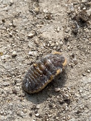 Drosicha