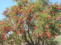 Erythrina crista-galli