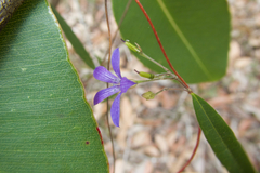 Billardiera variifolia