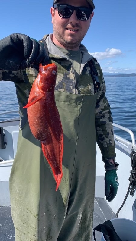 Red Brotula