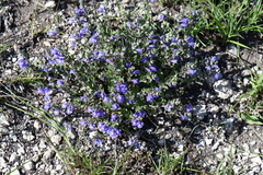 Scutellaria wrightii