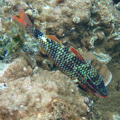 Parupeneus ciliatus