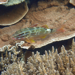 Parupeneus ciliatus
