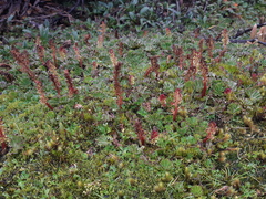 Gunnera magellanica