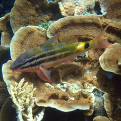 Parupeneus ciliatus
