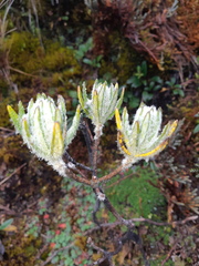 Linochilus rupestris