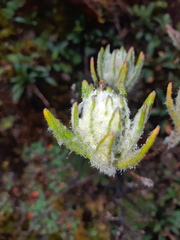 Linochilus rupestris