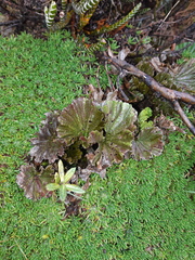Gunnera magellanica