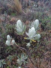 Linochilus rupestris