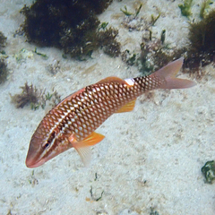 Parupeneus ciliatus