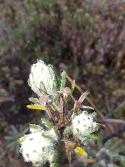 Linochilus rupestris