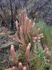 Phlegmariurus crassus