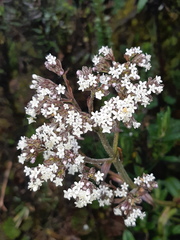 Valeriana adscendens