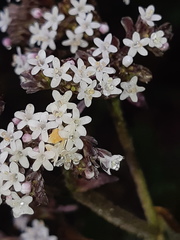 Valeriana adscendens