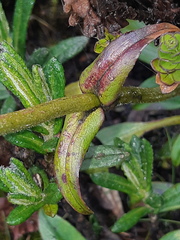 Valeriana adscendens