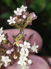 Valeriana adscendens