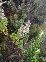 Valeriana microphylla