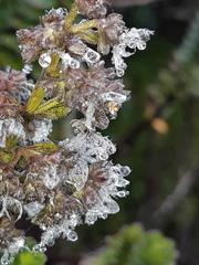 Valeriana microphylla