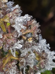 Valeriana microphylla