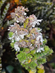 Valeriana microphylla