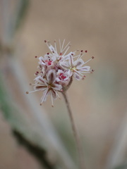Eriogonum angulosum