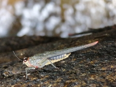 Euscelimena gavialis