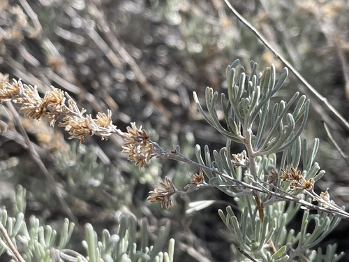 threetip sagebrush (Artemisia tripartita)