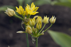 Allium moly
