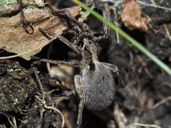 Alopecosa inquilina
