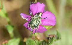 Trichiotinus lunulatus