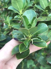 Coprosma ochracea