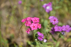 Phlox drummondii