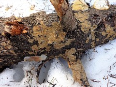 Skeletocutis amorpha