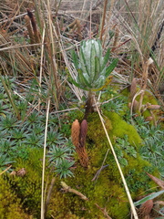 Linochilus rupestris