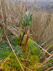 Phlegmariurus crassus