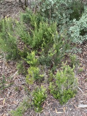 Erica lusitanica