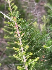 Erica lusitanica