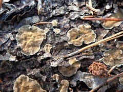 Skeletocutis amorpha